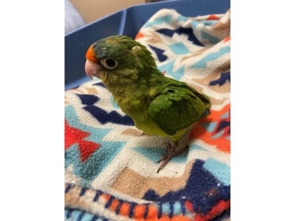 Halfmoon Conure-BIRD---3419-Petland Norwin, PA