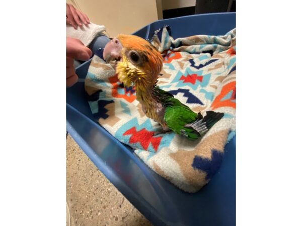 White Belly Caique BIRD 3416 Petland Norwin, PA