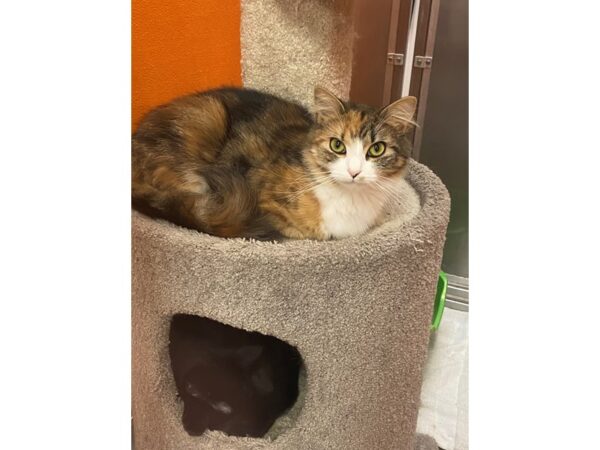 Domestic Long Hair-CAT-Female-black/orange torbie-3438-Petland Norwin, PA