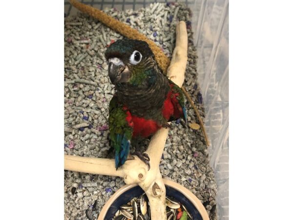 Crimson Bellied Conure BIRD 3428 Petland Norwin, PA