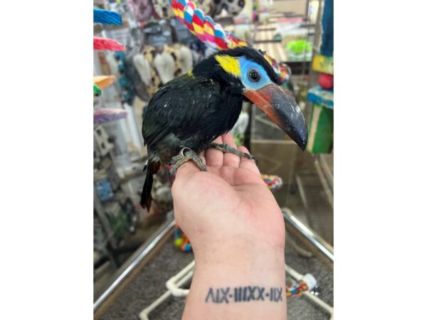 Guyana Toucanet-BIRD---3460-Petland Norwin, PA