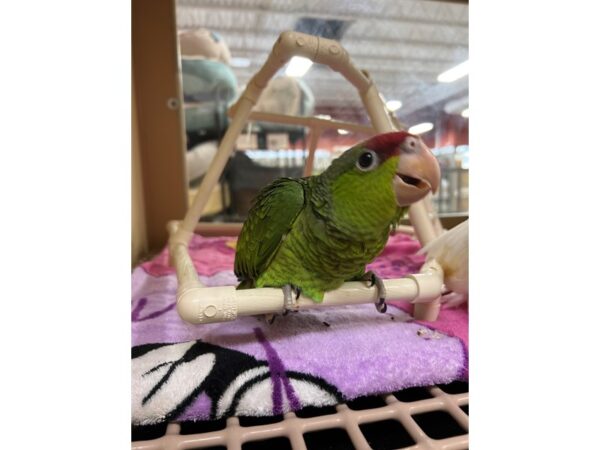 LILAC CROWN AMAZON BIRD 3453 Petland Norwin, PA