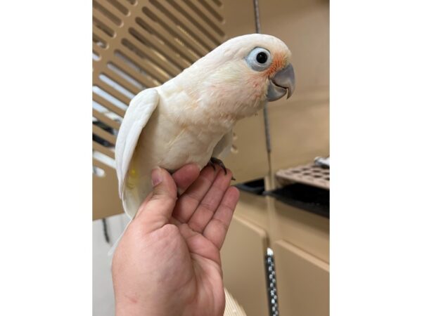 Goffin Cockatoo BIRD 3450 Petland Norwin, PA