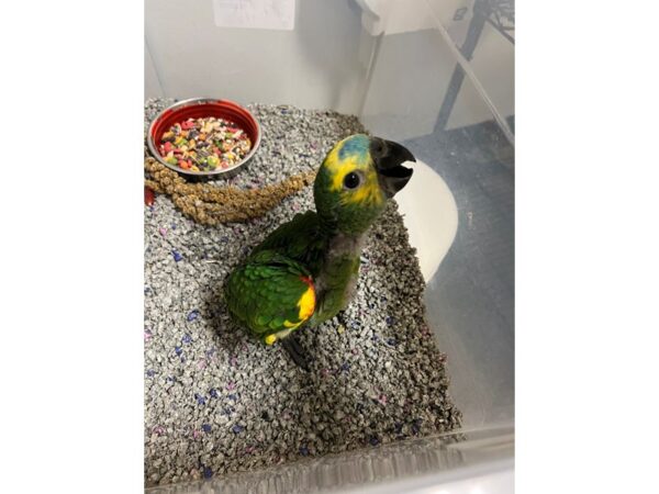 Blue Fronted Amazon-BIRD---3455-Petland Norwin, PA