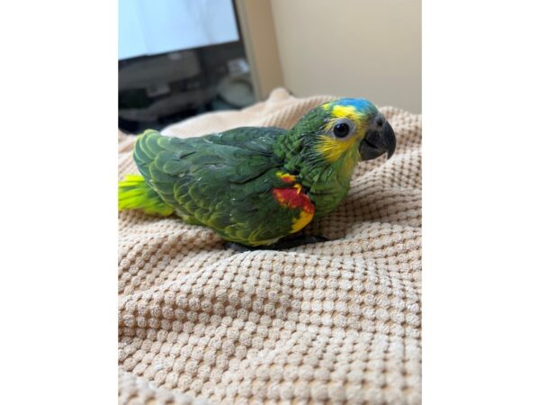 Blue Fronted Amazon-BIRD---3454-Petland Norwin, PA