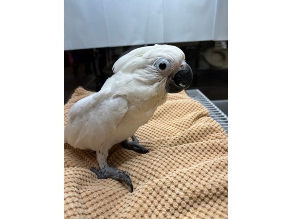 Umbrella Cockatoo-BIRD---3452-Petland Norwin, PA