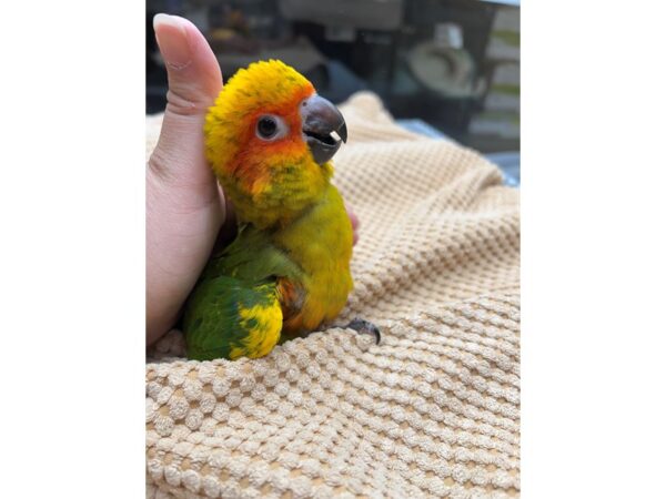 Sun Conure BIRD 3449 Petland Norwin, PA