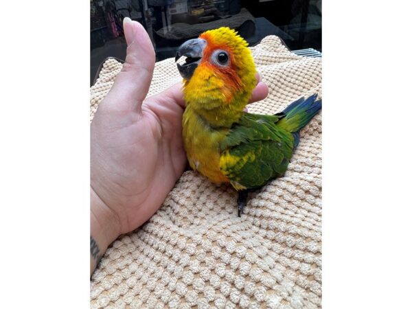 Sun Conure BIRD 3448 Petland Norwin, PA