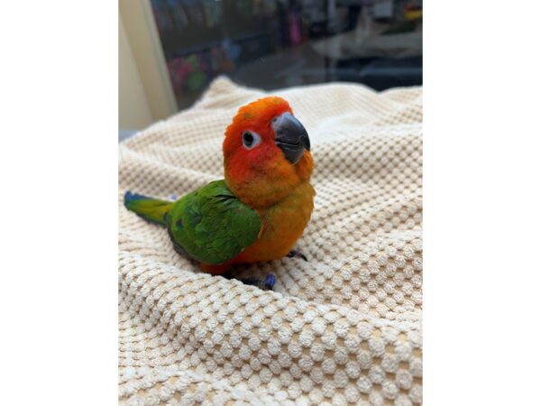 Sun Conure High Red-BIRD---3447-Petland Norwin, PA