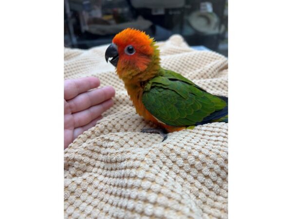 Sun Conure High Red BIRD 3446 Petland Norwin, PA