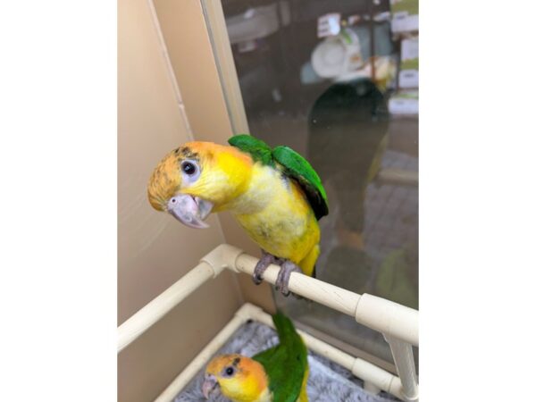 White Belly Caique-BIRD---3443-Petland Norwin, PA