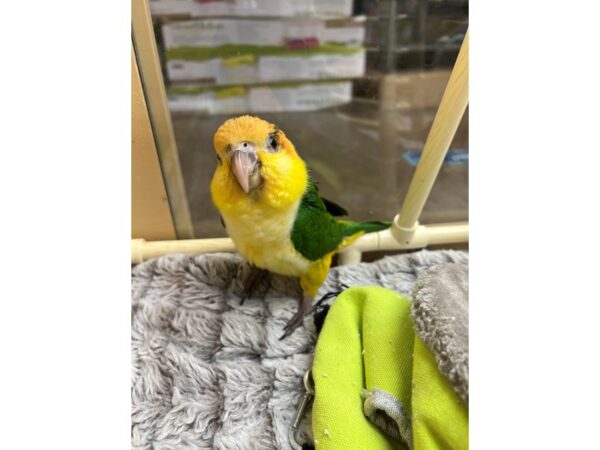 White Belly Caique-BIRD---3442-Petland Norwin, PA