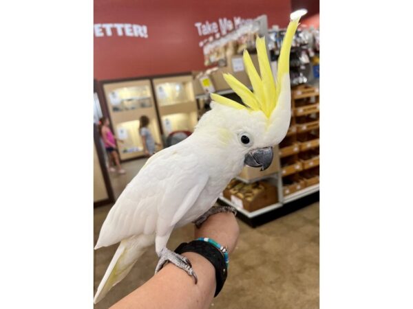 Eleanora Cockatoo-BIRD---3414-Petland Norwin, PA