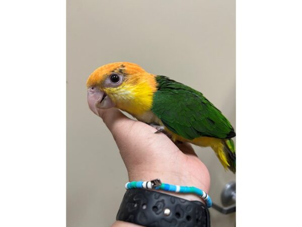 White Belly Caique BIRD 3417 Petland Norwin, PA