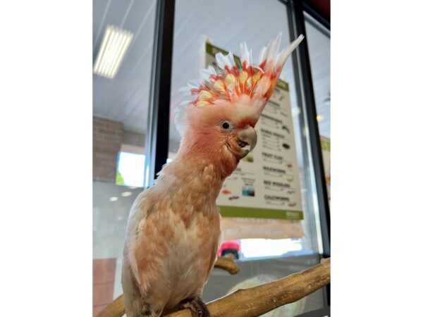 Major Mitchells Cockatoo BIRD 3411 Petland Norwin, PA