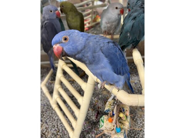 Violet Indian Ringneck BIRD 3386 Petland Norwin, PA