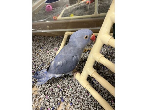 Violet Indian Ringneck BIRD 3368 Petland Norwin, PA