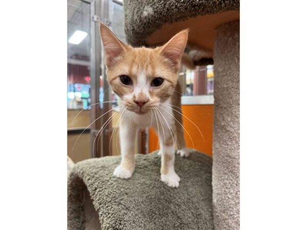 Domestic Short Hair CAT Female Orange and White 3471 Petland Norwin, PA