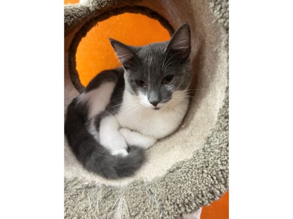 Domestic Short Hair CAT Male Gray and White 3469 Petland Norwin, PA