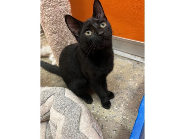 Domestic Short Hair CAT Male Black 3461 Petland Norwin, PA