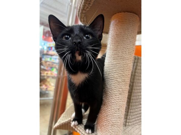 Domestic Short Hair CAT Male Black and White 3466 Petland Norwin, PA