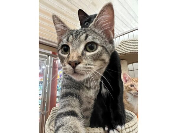 Domestic Short Hair CAT Male Brown Tabby 3470 Petland Norwin, PA