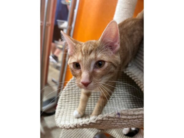 Domestic Short Hair CAT Male Orange and White Tabby 3468 Petland Norwin, PA