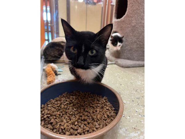 Domestic Short Hair CAT Male Black and White 3473 Petland Norwin, PA