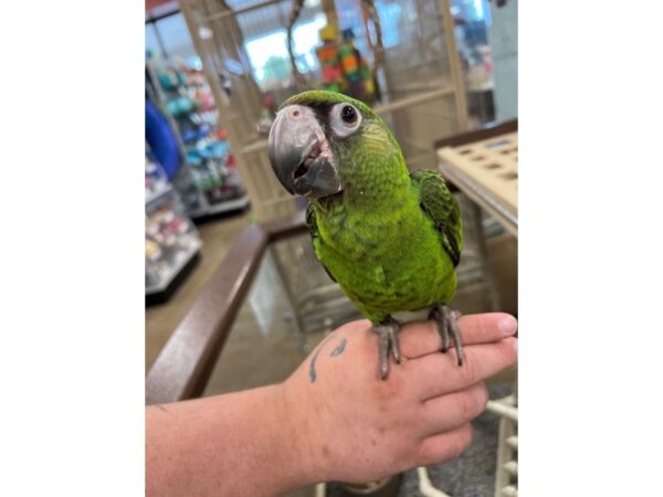 Jardine Parrot-BIRD---3409-Petland Norwin, PA