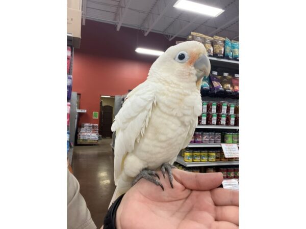 Goffin Cockatoo BIRD 3412 Petland Norwin, PA