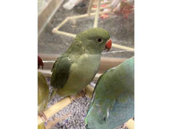 Green Violet Indian Ringneck BIRD 3424 Petland Norwin, PA