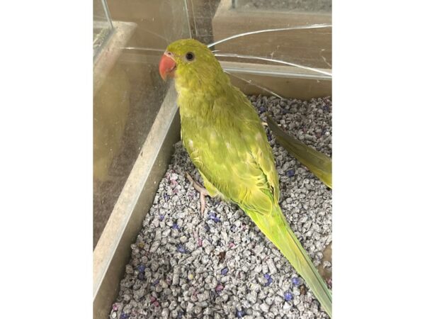 Green Indian Ringneck Parakeet-BIRD---3422-Petland Norwin, PA