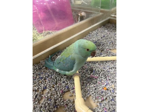 Blue Indian Ringneck BIRD 3379 Petland Norwin, PA