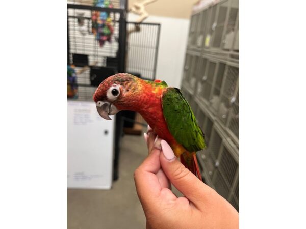 Greencheek Conure High Red BIRD 3444 Petland Norwin, PA