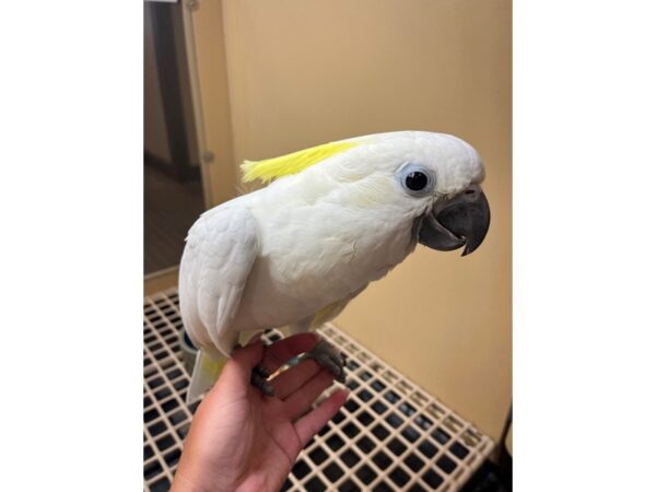 Triton Cockatoo-BIRD---3451-Petland Norwin, PA