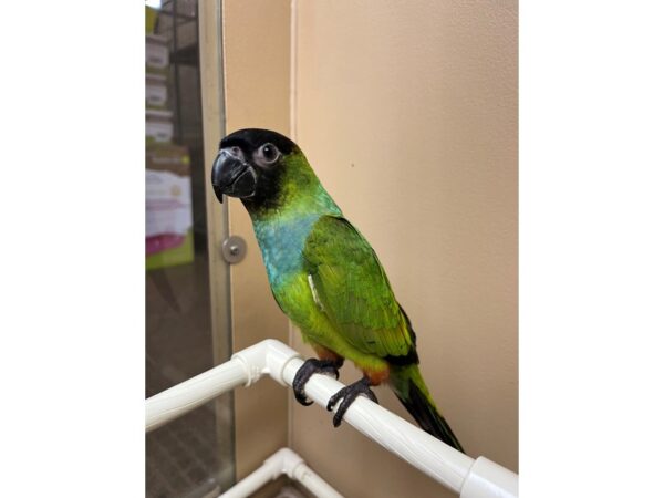 Nanday Conure-BIRD---3441-Petland Norwin, PA