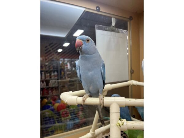 Cobalt Blue Indian Ringneck Parakeet BIRD 3358 Petland Norwin, PA