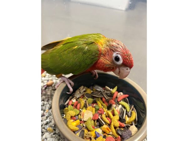 Pineapple Greencheek Conure- high red-BIRD---3445-Petland Norwin, PA