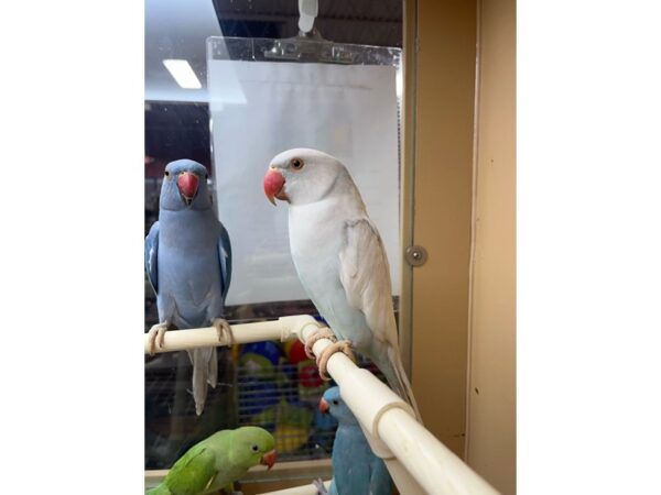 Lace Wing Indian Ringneck-BIRD---3360-Petland Norwin, PA