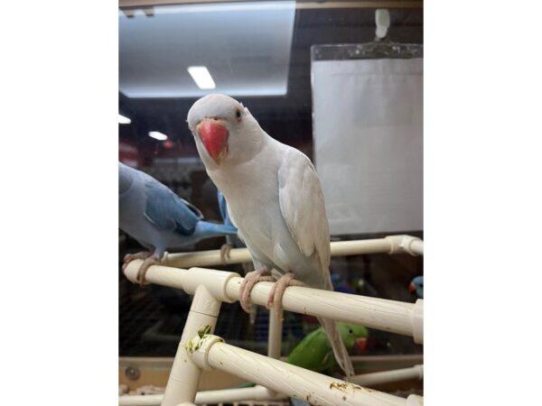 Lace Wing Indian Ringneck BIRD 3359 Petland Norwin, PA