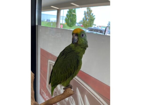 Yellow Crown Amazon-BIRD---3408-Petland Norwin, PA