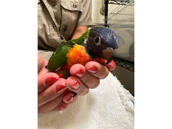 Rainbow Lory-BIRD---3486-Petland Norwin, PA