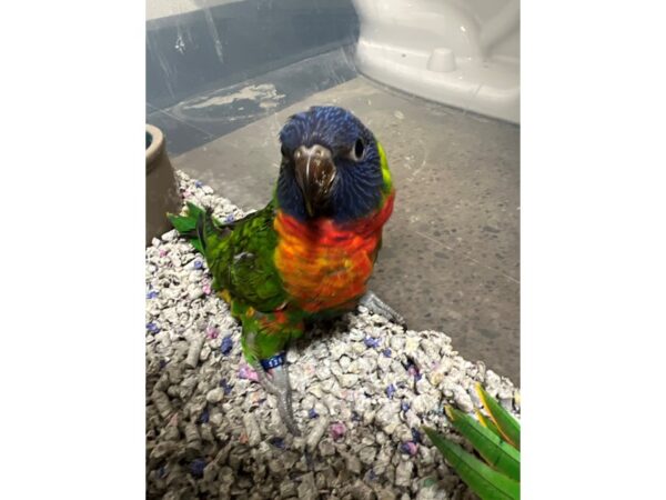 Rainbow Lory-BIRD---3485-Petland Norwin, PA