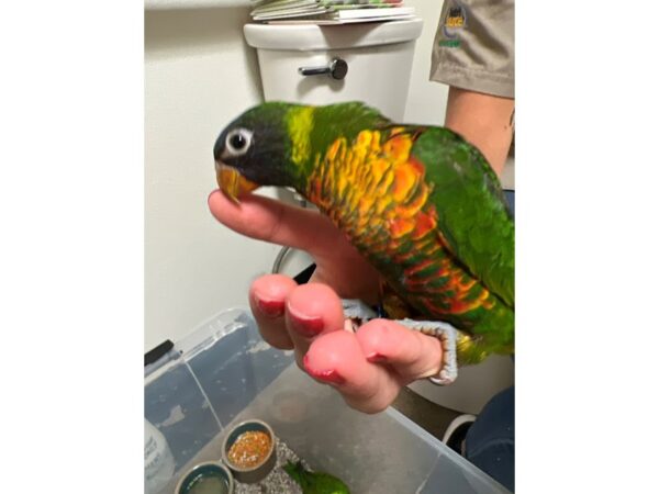 Rainbow Lory BIRD 3482 Petland Norwin, PA