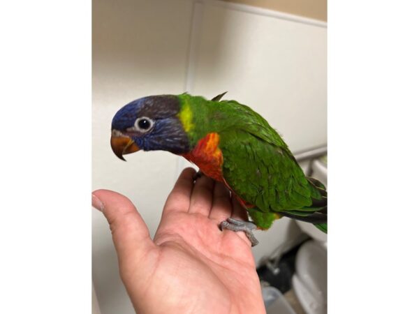 Rainbow Lory-BIRD---3480-Petland Norwin, PA