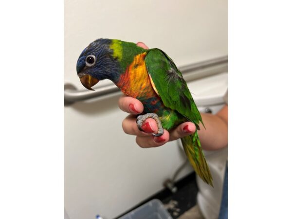 Rainbow Lory BIRD 3483 Petland Norwin, PA