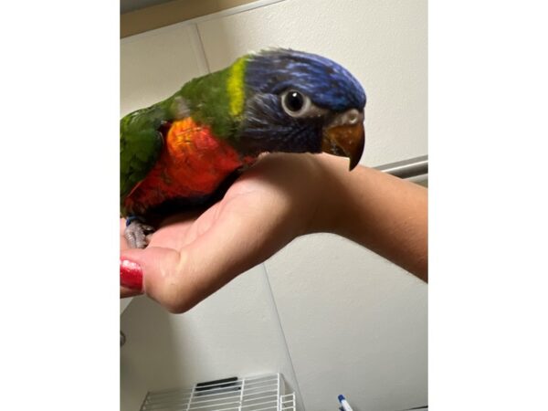 Rainbow Lory BIRD 3484 Petland Norwin, PA