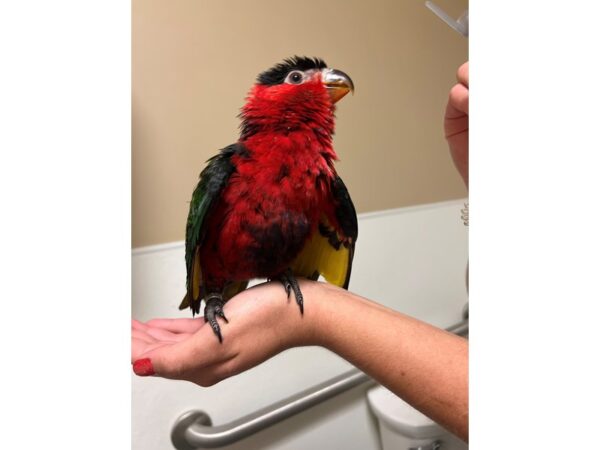 Black Capped Lorikeet BIRD 3479 Petland Norwin, PA