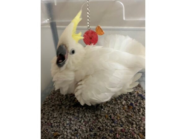 Eleanora Cockatoo-BIRD---3493-Petland Norwin, PA