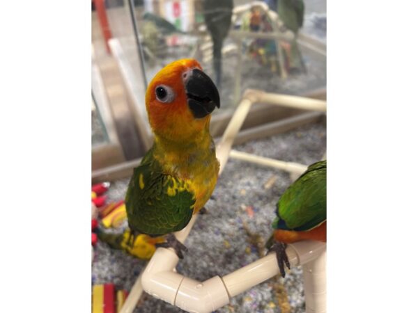 Sun Conure BIRD 3491 Petland Norwin, PA